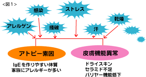 [図１]アレルゲン、感染、掻破、ストレス。汗、乾燥などはアトピー要因（LgEを作りやすい体質、家族にアレルギーが多い）や皮膚機能異常（ドライスキン、セラミド不足、バリヤー機能低下）を発症させます。