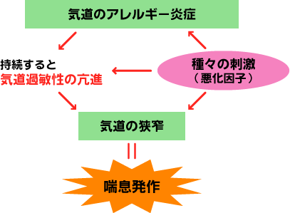 種々の刺激（悪化因子）により気道のアレルギー炎症を引き起こし、持続すると気道過敏性の啞が亢進し、気道の狭窄を引き起こし、喘息発作が起こります。